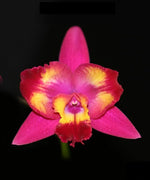 Carica l'immagine nel visualizzatore Galleria, Cattleya Hawaiian Splash 'Lea' BM/JOGA