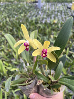 Carica l'immagine nel visualizzatore Galleria, Cattleya Len Zieff (C. Jungle Elf 'Cheryl Isobee' x C. luteola)
