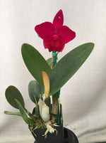 Carica l'immagine nel visualizzatore Galleria, Cattleya Love Castle 'Kurenai' (C. Psyche -1902 x C. José Dias Castro)