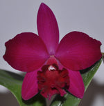 Carica l'immagine nel visualizzatore Galleria, Cattleya Love Castle 'Kurenai' (C. Psyche -1902 x C. José Dias Castro)