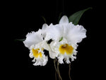 Carica l'immagine nel visualizzatore Galleria, Rhyncholaeliocattleya Platinum Charm