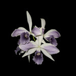 Carica l'immagine nel visualizzatore Galleria, Cattleya (syn. Laelia) purpurata var. werkhauseri striata - Brazil Import