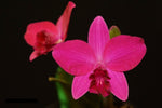 Carica l'immagine nel visualizzatore Galleria, Cattleya Sheng Yi Cranberry (C.Chien Ya Ruby x C.Sheng Yi Star)