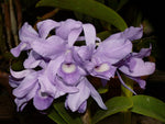 Carica l'immagine nel visualizzatore Galleria, Cattleya skinnerii var. coerulea 'My Blue Heaven'
