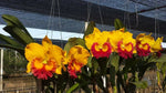 Carica l'immagine nel visualizzatore Galleria, Rhyncholaeliocattleya Thongsupran Gold