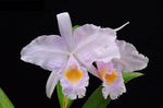 Carica l'immagine nel visualizzatore Galleria, Cattleya trianaei var. concolor