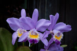 Carica l'immagine nel visualizzatore Galleria, Cattleya Valentine 'Coerulea' (C. loddigesii × C. warneri)