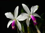 Carica l'immagine nel visualizzatore Galleria, Cattleya violacea v. semi-alba