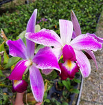 Carica l'immagine nel visualizzatore Galleria, Cattleya violacea f. semialba flamea