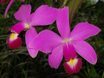 Carica l'immagine nel visualizzatore Galleria, Cattleya violacea