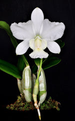 Carica l'immagine nel visualizzatore Galleria, Cattleya walkeriana var. alba