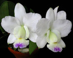 Carica l'immagine nel visualizzatore Galleria, Cattleya walkeriana var. semi alba 'Kenny'