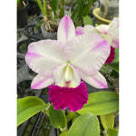 Carica l'immagine nel visualizzatore Galleria, Cattleya walkeriana x Rlc. Shinfong Royal