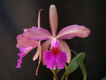 Carica l'immagine nel visualizzatore Galleria, Cattleya Whitei (C. schilleriana х C. warneri) - Br orquidea