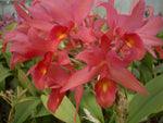 Carica l'immagine nel visualizzatore Galleria, Cattleya Herbert Oesterreich (C. aurantiaca x C. x guatemalensis)