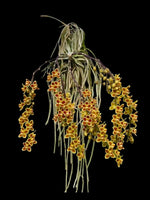 Carica l'immagine nel visualizzatore Galleria, Chiloschista lunifera x parishii