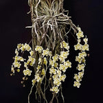 Carica l'immagine nel visualizzatore Galleria, Chiloschista viridiflava 'white border'