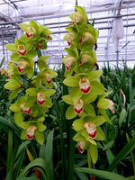 Carica l'immagine nel visualizzatore Galleria, Cymbidium Chopin