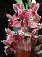 Carica l'immagine nel visualizzatore Galleria, Clowesetum Jumbo Circ (Ctsm. cirrhaeoides × Clo. Jumbo Eden)