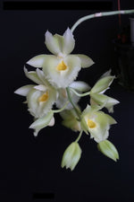 Carica l'immagine nel visualizzatore Galleria, Clowesetum Jumbo Glory 'Jumbo Golden Elf' (Cl. Rebecca Northen × Ctsm. Bound for Glory)