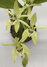 Carica l'immagine nel visualizzatore Galleria, Coelogyne brachyptera