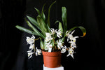 Carica l'immagine nel visualizzatore Galleria, Coelogyne glandulosa