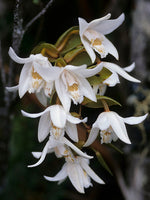 Carica l'immagine nel visualizzatore Galleria, Coelogyne papillosa