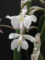 Carica l'immagine nel visualizzatore Galleria, Coilostylis falcata