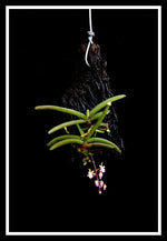 Carica l'immagine nel visualizzatore Galleria, Cleisostoma crochetii