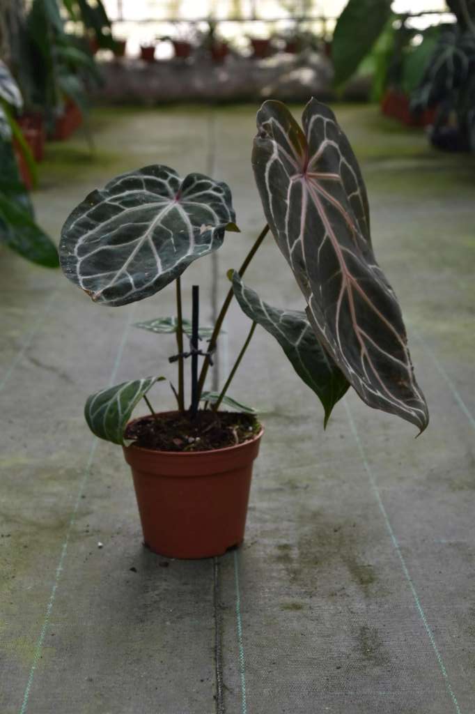 Anthurium crystallinum 'Red' – Giulio Celandroni Orchidee