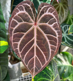 Carica l'immagine nel visualizzatore Galleria, Anthurium crystallinum 'Red'