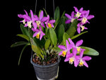 Carica l'immagine nel visualizzatore Galleria, Cattlianthe Tiny Treasure (Cattlianthe Porcia x Cattleya longipes)