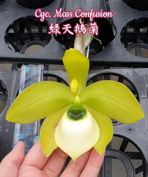 Cycnoches Mass Confusion (Cyc. chlorochilon x Cyc. warscewiczii
