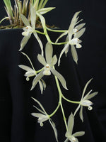 Carica l'immagine nel visualizzatore Galleria, Cymbidium dayanum var. alba