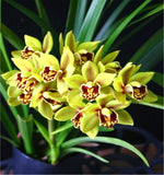 Carica l'immagine nel visualizzatore Galleria, Cymbidium Eastern Wind 'Emerald' Red Lip