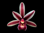 Carica l'immagine nel visualizzatore Galleria, Cymbidium aloifolium