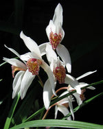 Carica l'immagine nel visualizzatore Galleria, Cymbidium formosanum x erythrostylum