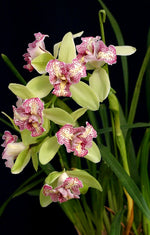 Carica l'immagine nel visualizzatore Galleria, Cymbidium Green Valley Emerald "Tri-Lips"