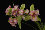 Carica l'immagine nel visualizzatore Galleria, Cymbidium Green Valley Emerald "Tri-Lips"