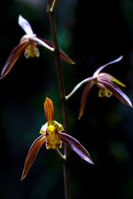 Carica l'immagine nel visualizzatore Galleria, Cymbidium sinense