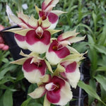 Carica l'immagine nel visualizzatore Galleria, Catasetum faustoi-pileatum (pileatum x faustoi)