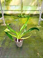 Carica l'immagine nel visualizzatore Galleria, Paphiopedilum Screaming Eagle (berenice var. album 'Blushing Ghost' AM/AOS x sanderianum 'Bionic Man' AM/AOS) - Orchid Inn, Ltd.