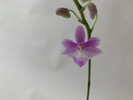 Carica l'immagine nel visualizzatore Galleria, Phalaenopsis pulcherrima var. coerulea x Phalaenopsis lindenii