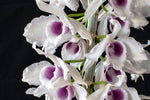 Carica l'immagine nel visualizzatore Galleria, Dendrobium anosmum f. semialba