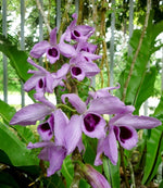 Carica l'immagine nel visualizzatore Galleria, Dendrobium anosmum (variegata)