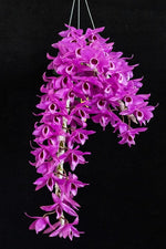 Carica l'immagine nel visualizzatore Galleria, Dendrobium anosmum var. gigantea x Dendrobium Nestor 'Siam Rose'