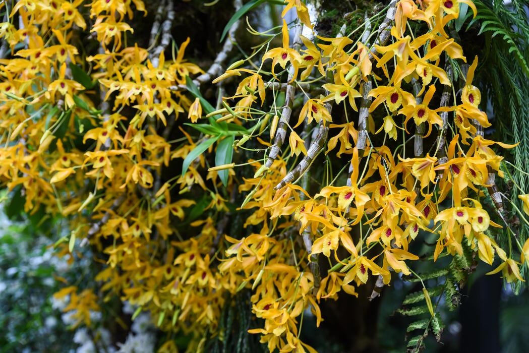 Dendrobium Chanthaboon Sunrise 'Aes' (Dendrobium lamyaiae x