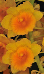 Carica l'immagine nel visualizzatore Galleria, Dendrobium densiflorum