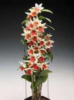 Carica l'immagine nel visualizzatore Galleria, Dendrobium Frosty Dawn