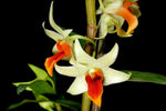 Carica l'immagine nel visualizzatore Galleria, Dendrobium Jiaho Delight (Den. Hsinying Frostymaree x Den. tobaense)